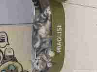 出售五年美国短毛猫一只