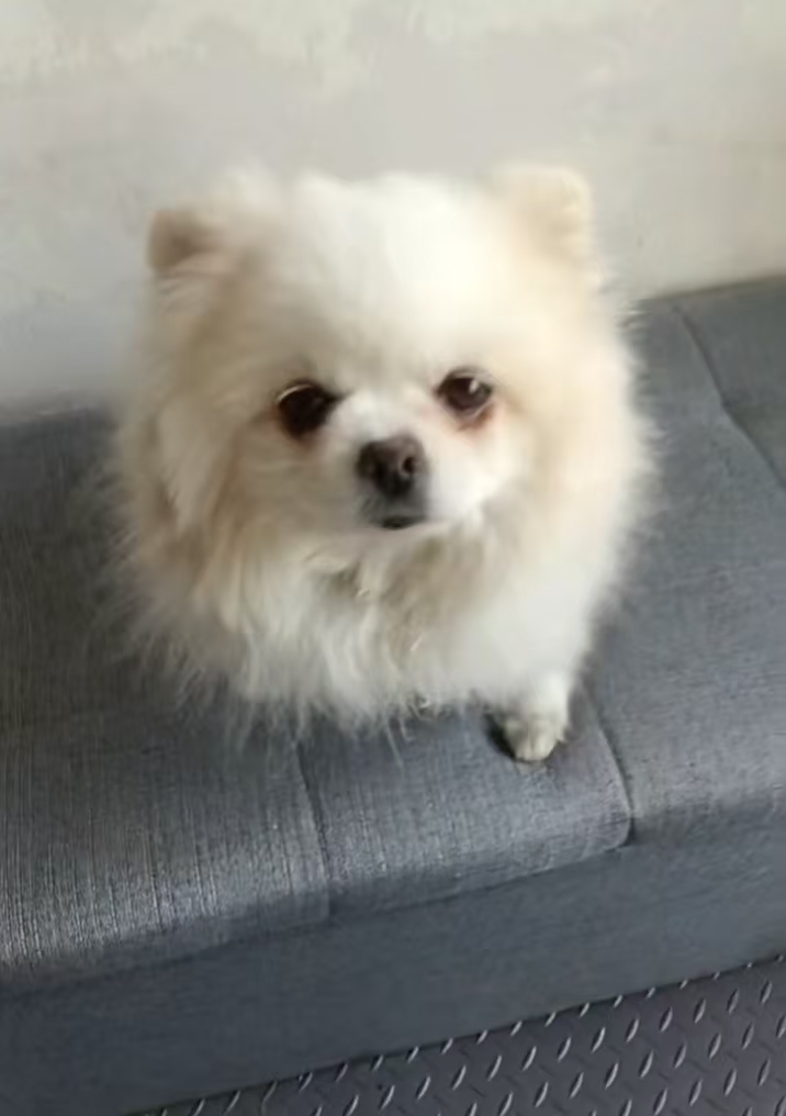 开鲁镇内 寻狗: 白色博美 公狗