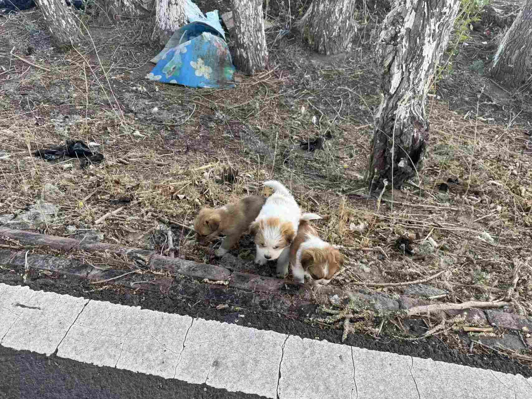 开鲁镇三义井村地边救助三只遗弃小狗崽